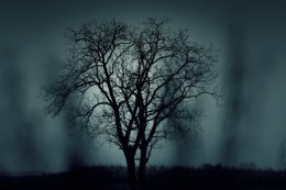 dark-nature-night-1404-525x350