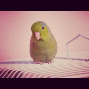 J'avais appelé mon oiseau Helcules Poirot en hommage au personnage qui m'avait tant marqué. 