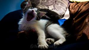 1928739_10153370495308391_9010343173299039073_n