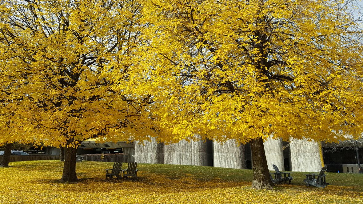 Stade olympique, Hochelaga, 375ème de Montréal, autour des livres