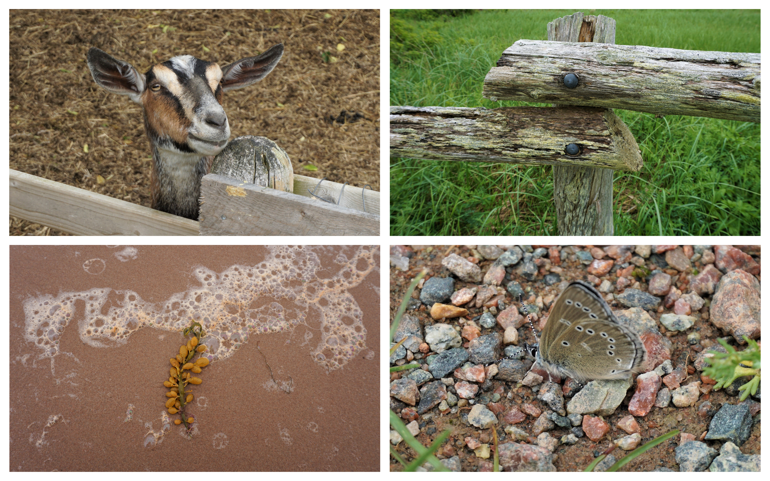 Île-du-Prince-Édouard Canada nature photos Anne aux pignons verts Lucy Maud Montgomery voyage Le fil rouge
